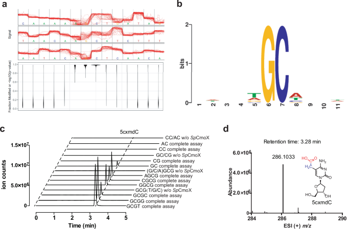 Fig. 4: Nanopore sequencing of Synechococcus phage S-B43 genome and sequence specificity for SpCmoX.