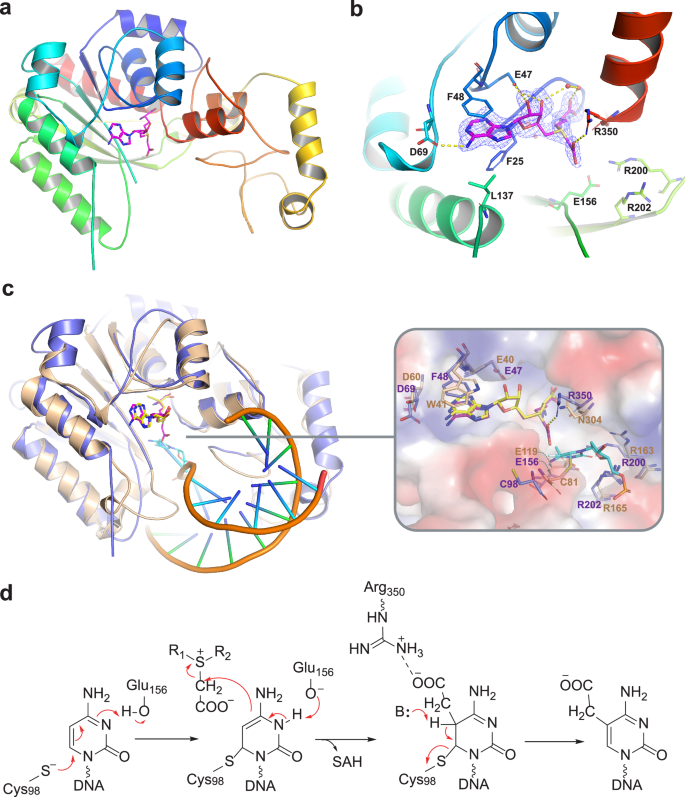 Fig. 5: X-ray crystal structure of SpCmoX in complex with Cx-SAM.