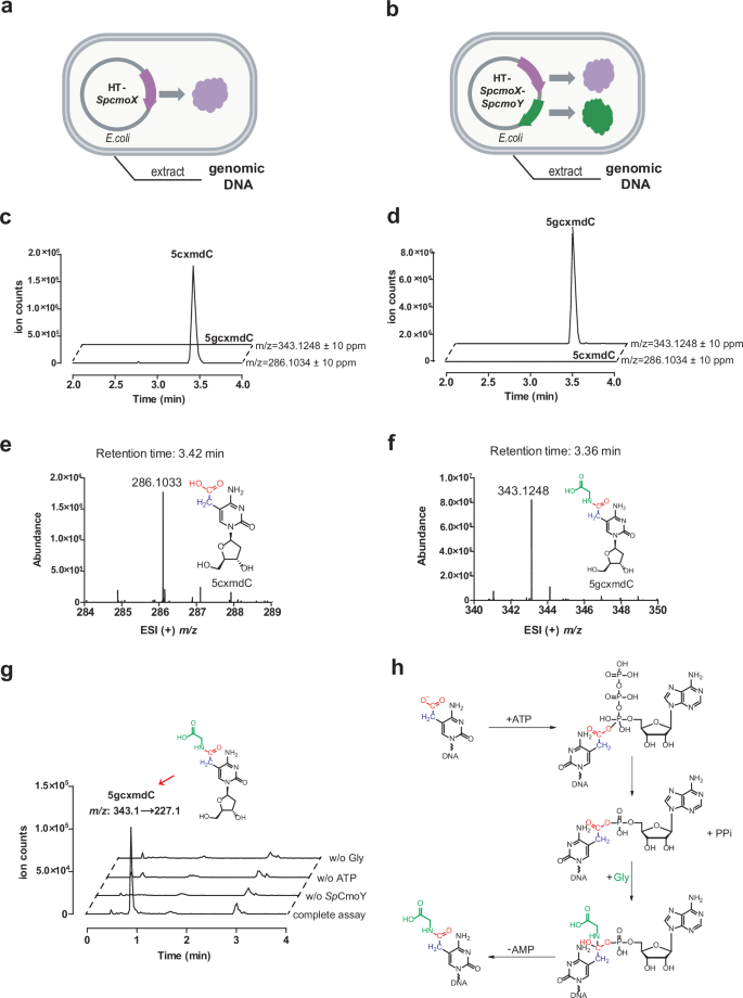 Fig. 6: The activity assay of SpCmoY.