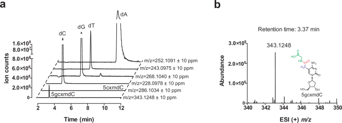 Fig. 7: Validation of 5gcxmC incorporation in the genome of Synechococcus Phage S-B43.