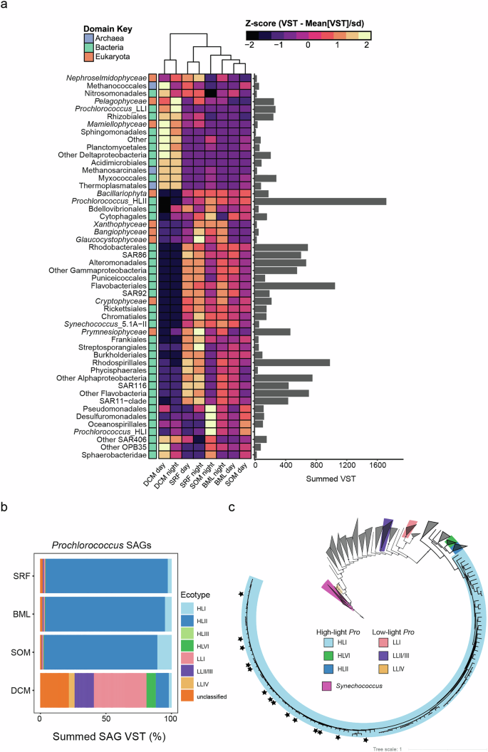 Fig. 4: The SOM resembles the upper mixed layer, with key differences in taxonomic composition.