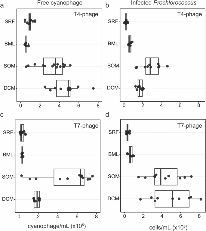 Fig. 6: T4- and T7-like cyanophages targeting Prochlorococcus are abundant in the extracellular fraction and actively infecting at the SOM.