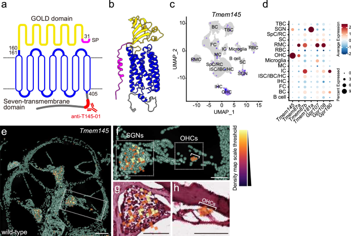 Fig. 1: Tmem145 is expressed in the outer hair cells of the cochlea.