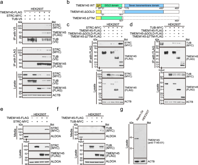 Fig. 4: TMEM145 interacts with STRC and TUB and induces their secretion.