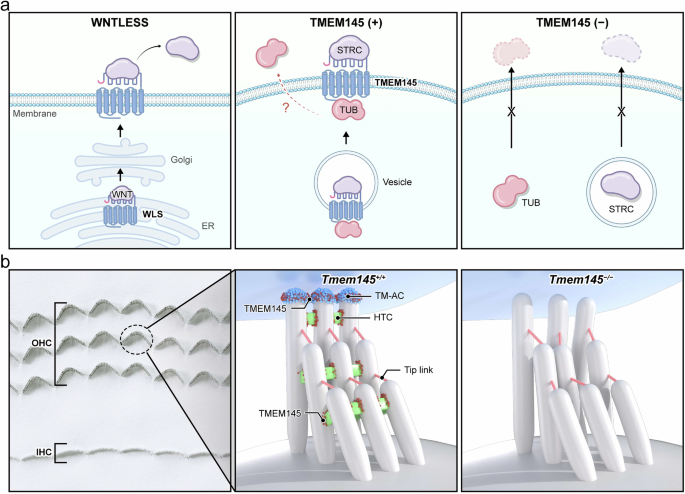 Fig. 7: Graphical illustration of TMEM145 function.