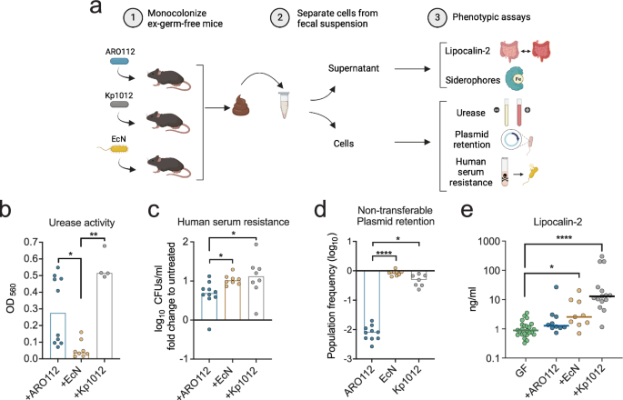 Fig. 3: Phenotypic testing of ARO112, EcN, and Kp1012 isolated from fecal samples of mono-colonized mice.