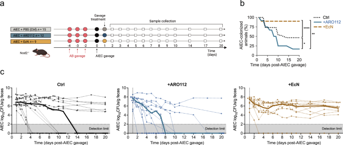 Fig. 4: Evaluation of therapeutical potential capacities of ARO112 and EcN against AIEC colonization in an IBD mouse model with antibiotic treatment.