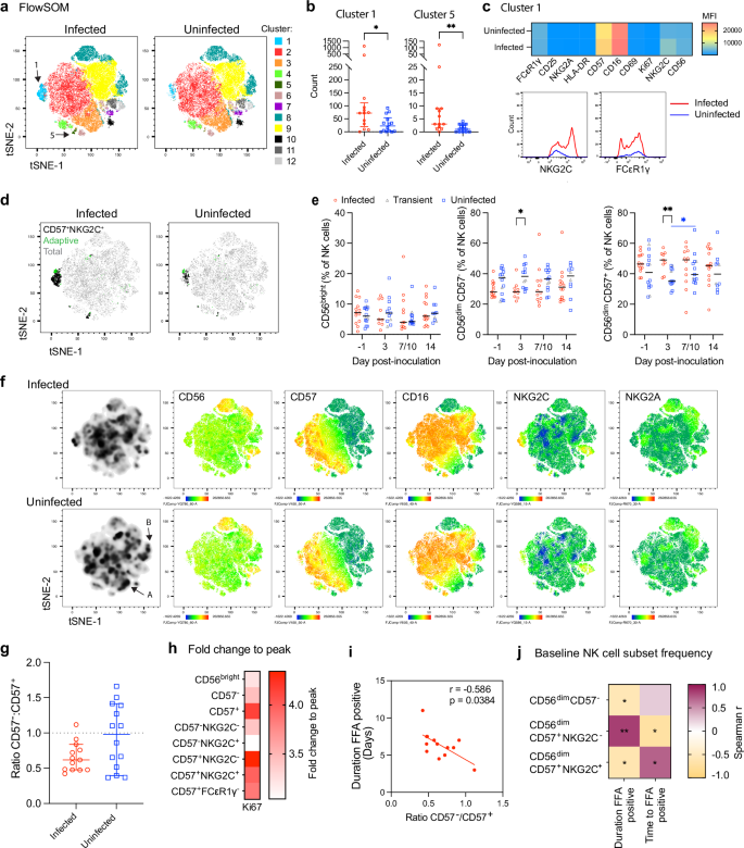 Fig. 4: NK cell NKG2C- subsets at the time of inoculation are associated with protection.