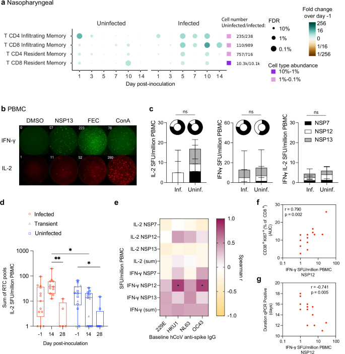 Fig. 5: Non-structural protein-specific, IL-2 producing T cells are present in seronegative individuals and enriched in those who remain uninfected.