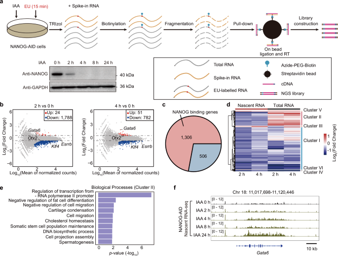 Fig. 1: Identification of direct transcriptional targets of NANOG using nascent RNA-seq.
