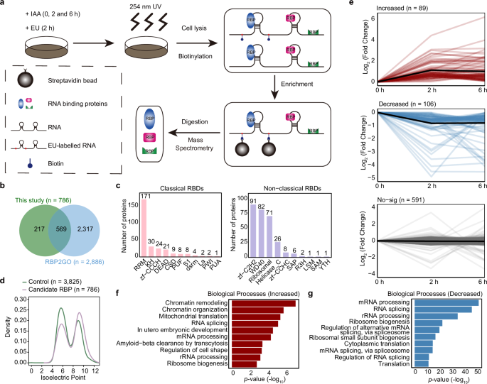 Fig. 2: Capture of RNA interactome by click chemistry upon acute NANOG degradation.