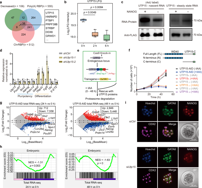 Fig. 3: UTP15 is essential for stem cell and embryonic pluripotency.