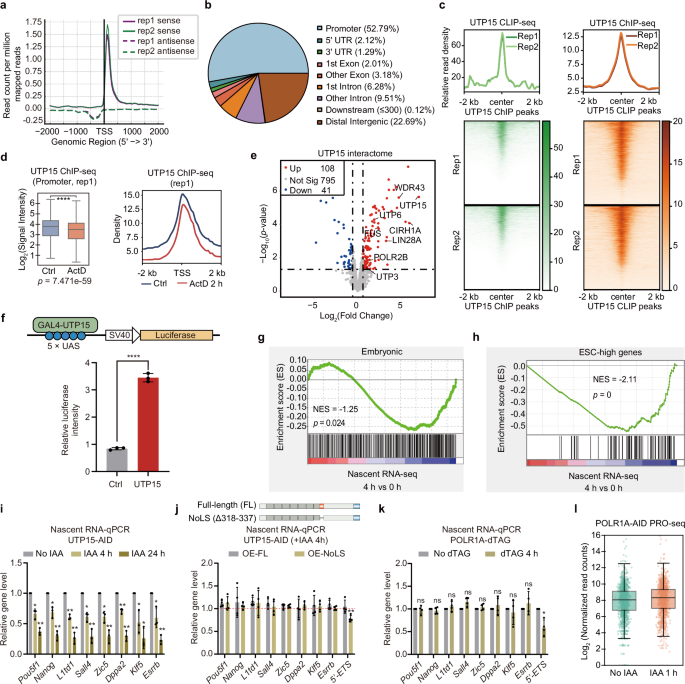 Fig. 4: UTP15 binds to chromatin activates pluripotency gene transcription.