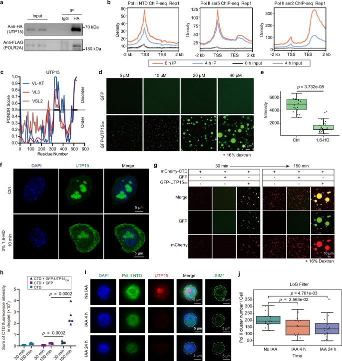 Fig. 6: UTP15 modulates gene transcription by supporting Pol II phase separation.