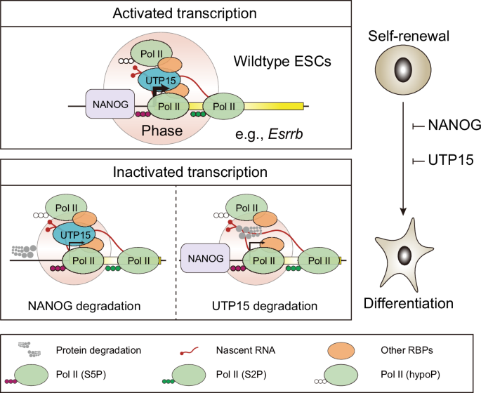 Fig. 7: A working model illustrates the mechanisms of UTP15 in the regulation of pluripotency circuitry.
