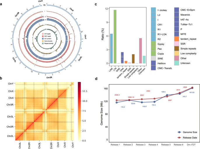 Fig. 1: Overview of the Dm.nT2T genome assembly and annotation.