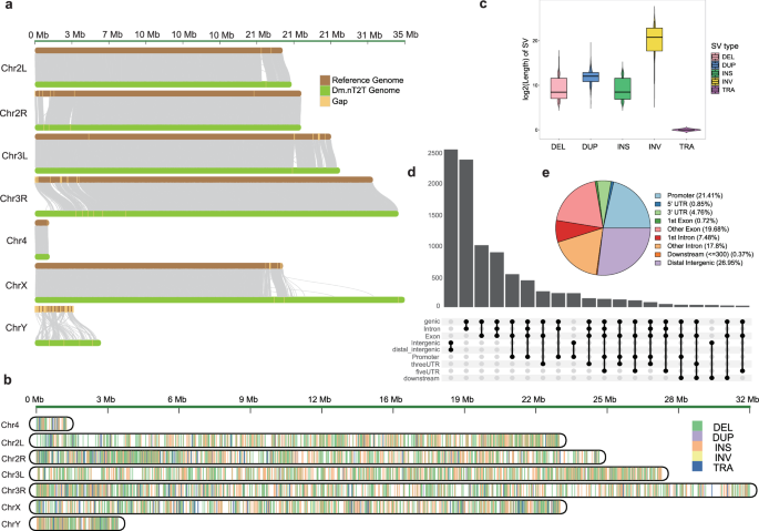 Fig. 2: Genomic comparison and structural variants between the R6 and the Dm.nT2T genome assemblies.