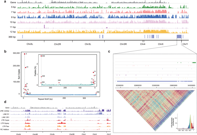 Fig. 3: Identification and visualization of centromeric repeat motifs of the Dm.nT2T genome assembly.