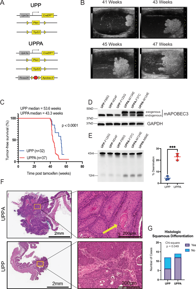 Fig. 1: Murine bladder tumors with Apobec3 overexpression have shortened tumor latency and a basal/squamous phenotype.
