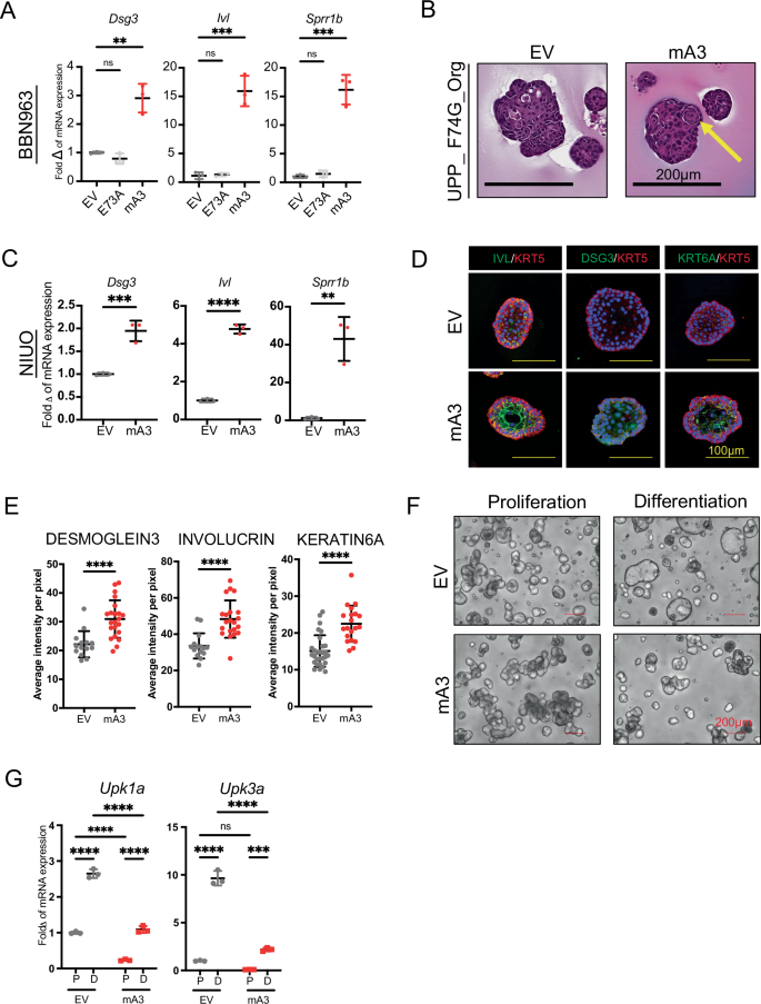 Fig. 3: Apobec3 drives squamous differentiation.