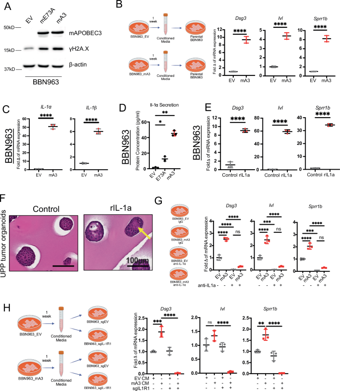 Fig. 4: Activation of IL1A/AP-1 signaling pathway mediates Apobec3-induced squamous differentiation.