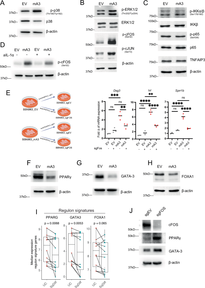 Fig. 5: Activation of the AP-1 transcription factor mediates Apobec3-induced squamous differentiation.