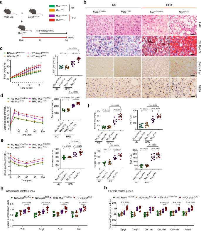 Fig. 3: Enterocyte-specific Muc1 knockout exacerbates MASLD progression in HFD-mice.