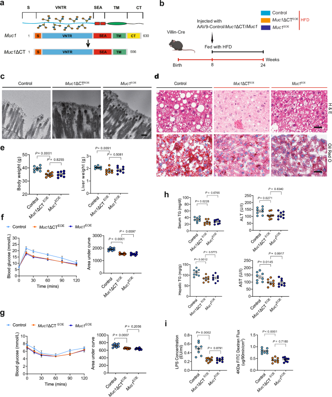 Fig. 5: Overexpression of cytoplasmic-tail-deleted MUC1 in intestinal epithelia inhibits the progression of MASLD.
