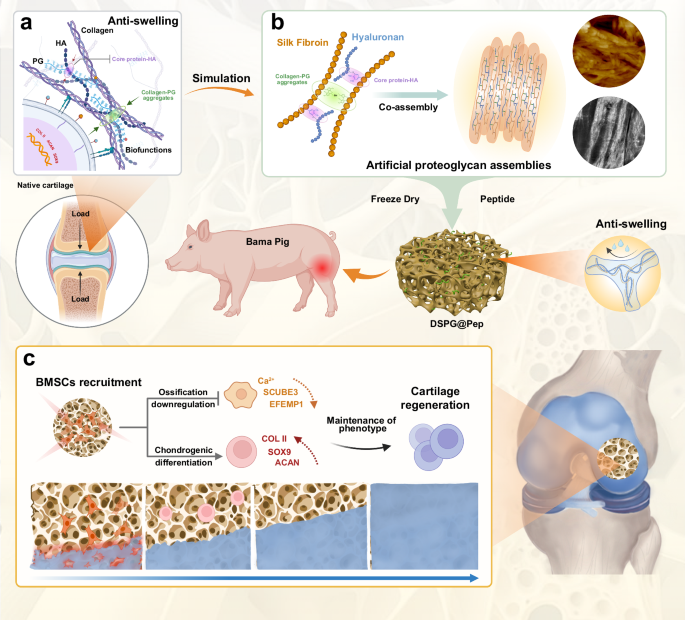 Fig. 1: Anti-swelling and self-activating artificial proteoglycan assemblies simulating the core-HA-collagen interactions and biofunctions of native cartilage matrix and how this promotes cartilage regeneration.