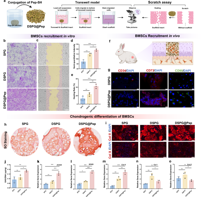 Fig. 3: DSPG conjugated with bioactive peptides promote the self-activating biofunctions.