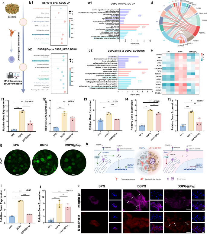 Fig. 4: Transcriptomic analysis to reveal the mechanism of DSPG@Pep regulating the BMSCs chondrogenic differentiation.