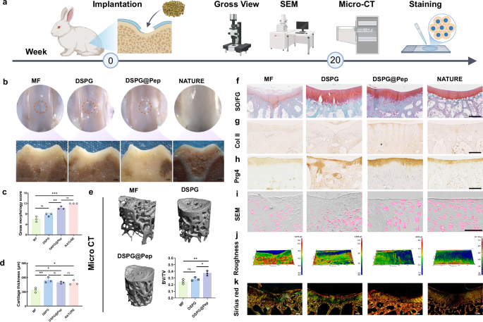 Fig. 5: DSPG@Pep promotes rabbit endogenous cartilage regeneration.