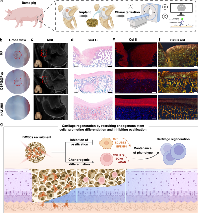 Fig. 6: DSPG@Pep promotes endogenous cartilage regeneration of pigs.