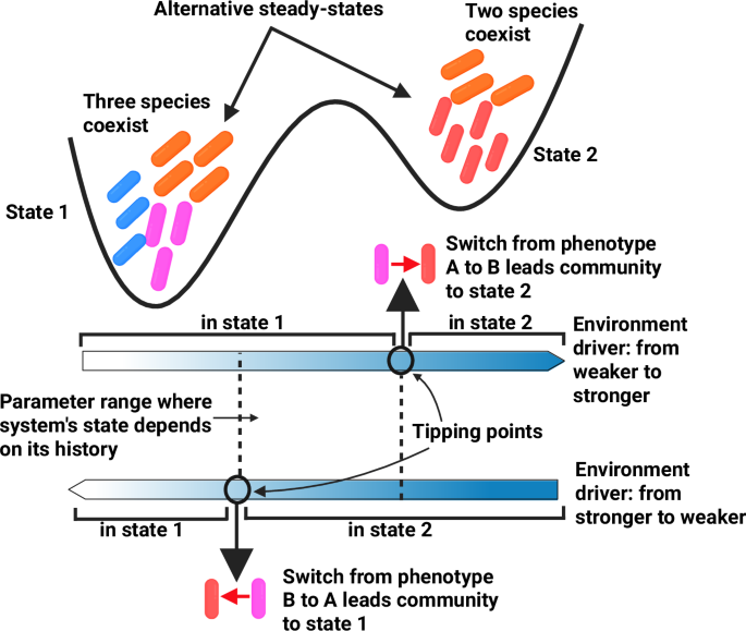 Fig. 1: Phenotype switching mechanism that leads to multistability.