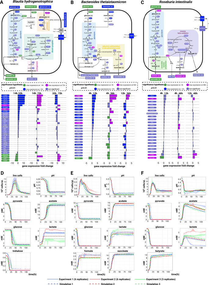 Fig. 2: Growth kinetics and modeled metabolism of three human gut bacteria.