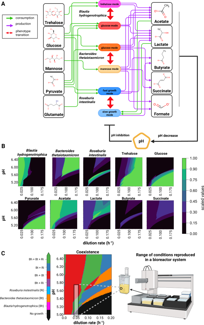 Fig. 3: Mechanistic modeling reveals that pH and dilution rate drive community transitions towards alternative stable states.