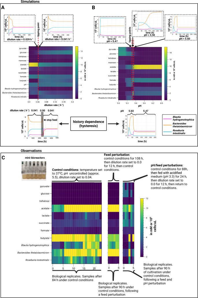 Fig. 4: Simulations and experimental observations of tipping points and multistability in a synthetic gut microbial community.