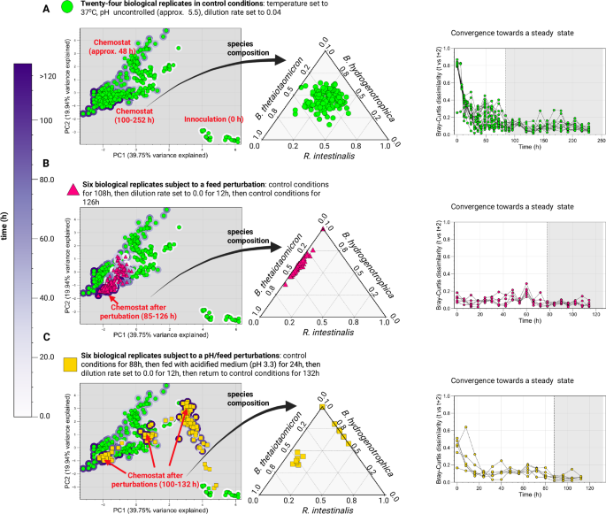 Fig. 5: Minibioreactor experiments reveal multistability following feed and pH perturbations.