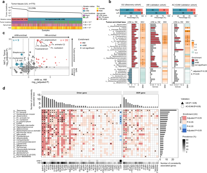 Fig. 3: Associations between somatic mutations and tumor-resident microbiota in CRC.