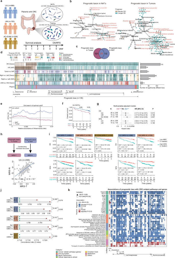Fig. 5: Establishment and validation of microbial risk score (MRS), and its relationships with tumor transcriptome and patient survival.