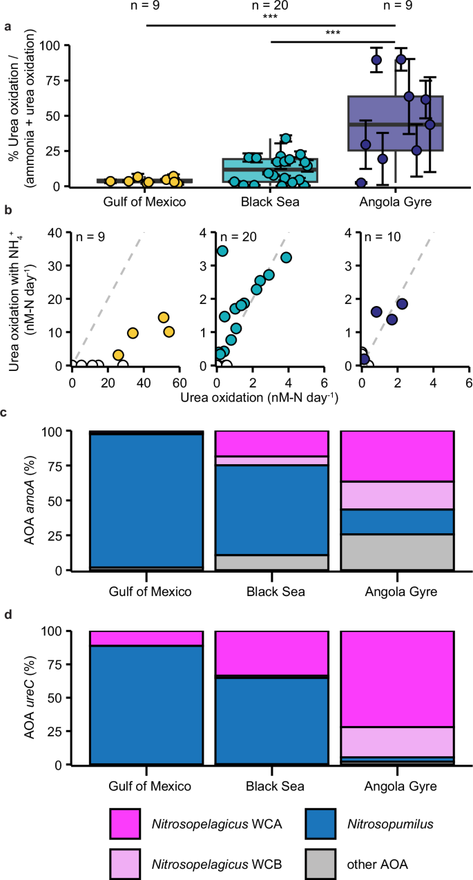 Fig. 2: Comparison between urea oxidation rates and key AOA ammonia and urea utilization genes in the three different environments.