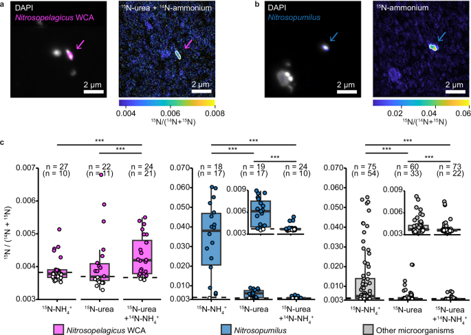 Fig. 3: Ammonium and urea assimilation by Nitrosopelagicus, Nitrosopumilus and other microorganisms.