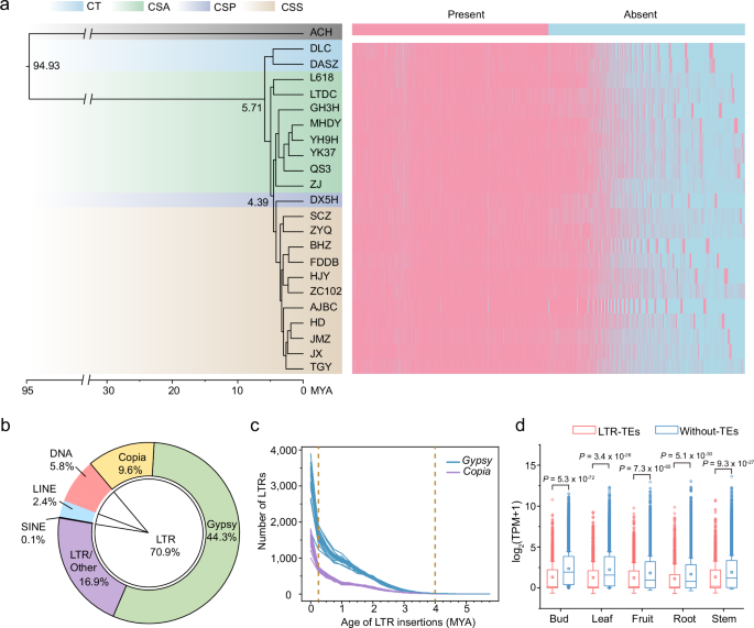 Fig. 1: Phylogenetic analysis and transposable element dynamics in tea plant genomes.