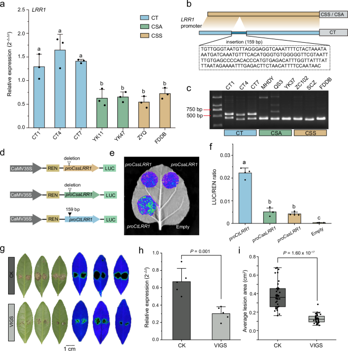 Fig. 7: Functional analysis of the 159 bp CtLRR1 promoter insertion in pathogen defense.