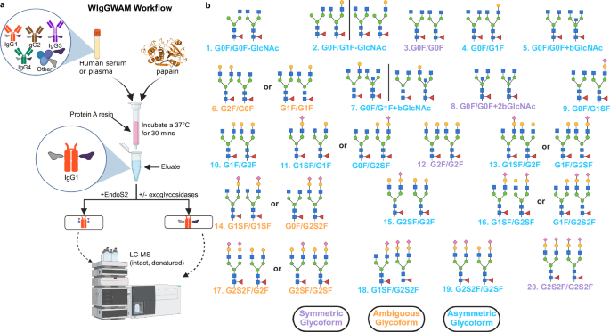 Fig. 1: Whole immunoglobulin glycoprofiling with asymmetrical monitoring (WIgGWAM) enables intact LC/MS glycoprofiling of polyclonal human IgG1 antibodies while preserving the spatial pairing of the N297-linked glycans.
