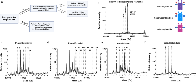 Fig. 2: WIgGWAM identifies both symmetric and asymmetric IgG glycoforms.
