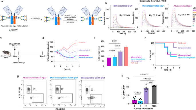 Fig. 7: Monofucosylated IgG1 binds to Fc receptors with a similar affinity as afucosylated IgG in vitro and in vivo.