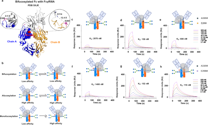 Fig. 8: Monofucosylated IgG binds to FcγRIIIA in a high-affinity orientation.