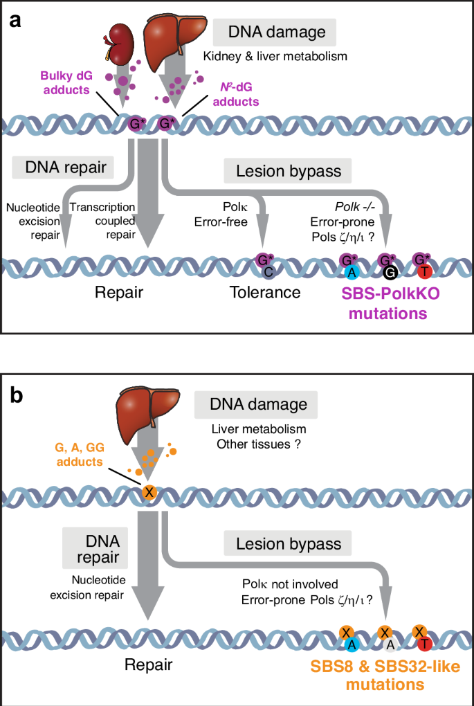 glutathione and excision repair Beyond Nucleotide Repair: The Importance of XPF in Base Excision Its Impact on Cancer, Inflammation, and Aging glutathione and excision repair Genes