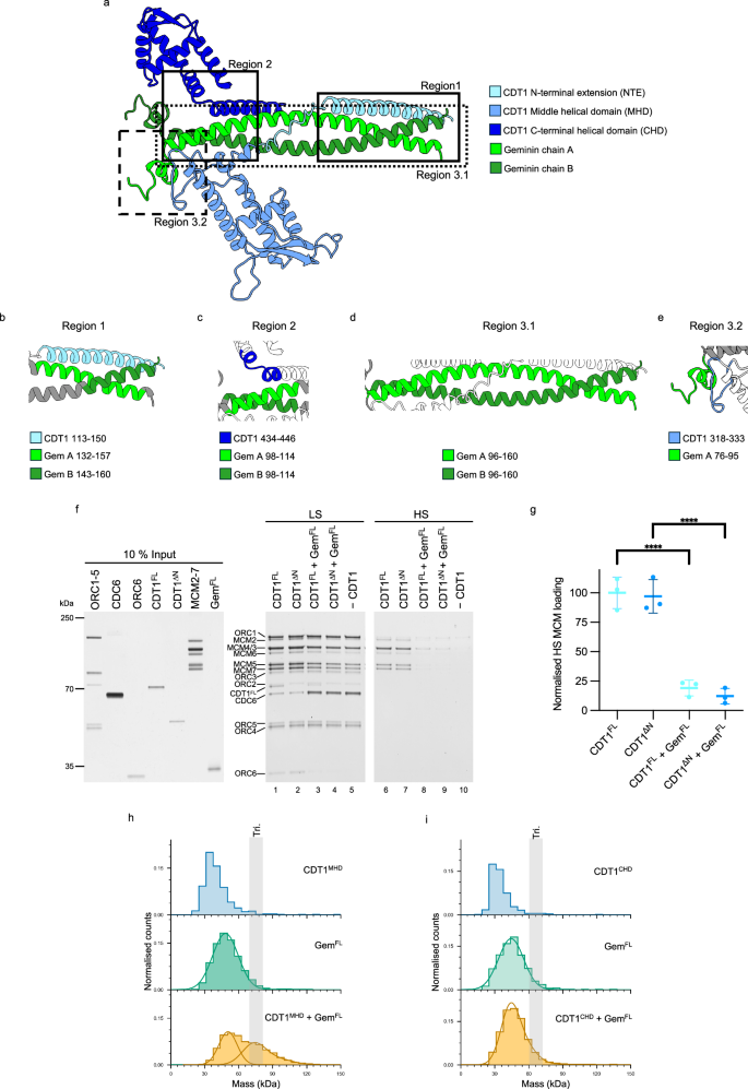 Fig. 3: AlphaFold reveals new interactions between CDT1 and geminin.